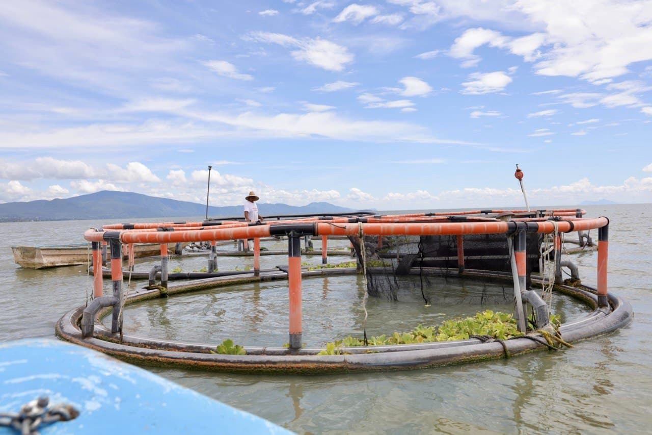 En este momento estás viendo Chapala: 30% de crías de pescado blanco en cautiverio, no logró sobrevivir