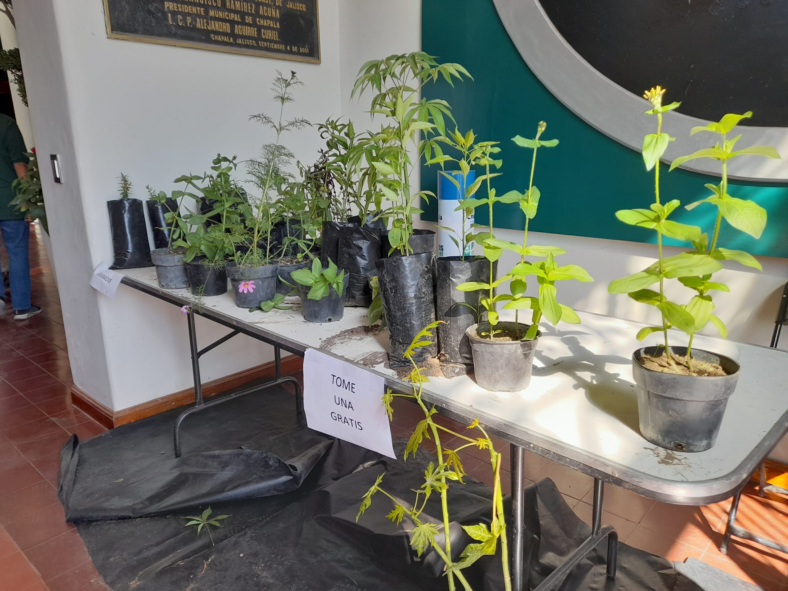 En este momento estás viendo Arranca Ecología de Chapala con campaña de donación de arbolitos