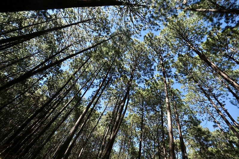 En este momento estás viendo <strong>Sesiona el Comité Local LandScale Sierra de Tapalpa</strong>