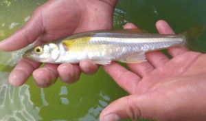 Lee más sobre el artículo A partir del 1 de febrero inicia veda temporal de pescado blanco en el Lago de Chapala