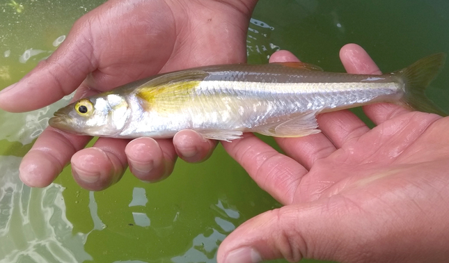 En este momento estás viendo A partir del 1 de febrero inicia veda temporal de pescado blanco en el Lago de Chapala