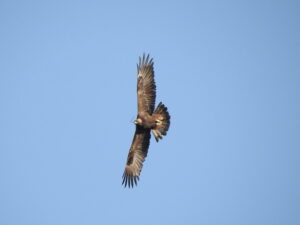 Lee más sobre el artículo <strong>Águila real, especie prioritaria con presencia en Jalisco</strong>