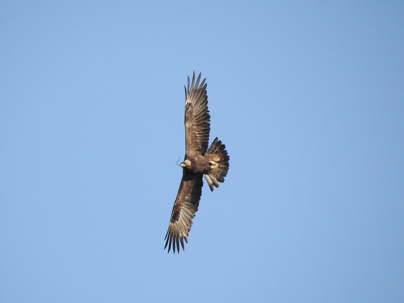 En este momento estás viendo <strong>Águila real, especie prioritaria con presencia en Jalisco</strong>