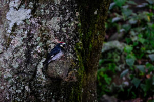 Lee más sobre el artículo <strong>El Bosque La Primavera, cumple un año más de ser decretado Área de Protección de Flora y Fauna</strong>