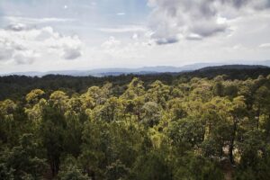 Lee más sobre el artículo Invitan Secretaría de Medio Ambiente y Fiprodefo al programa de apoyo para ecosistemas forestales