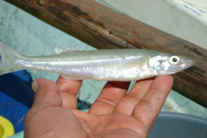 Lee más sobre el artículo Inicia veda temporal de pescado blanco en el Lago de Chapala