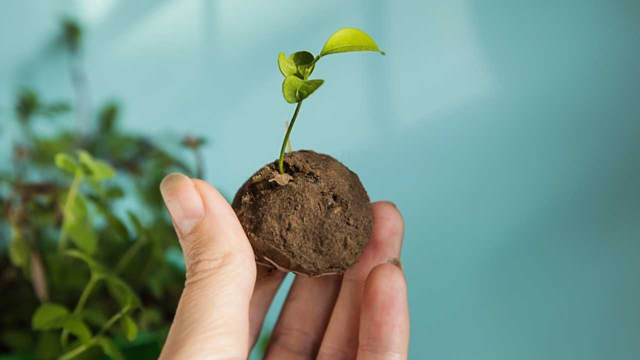 Lee más sobre el artículo Reforestarán cerros de Chapala con bombas de semillas