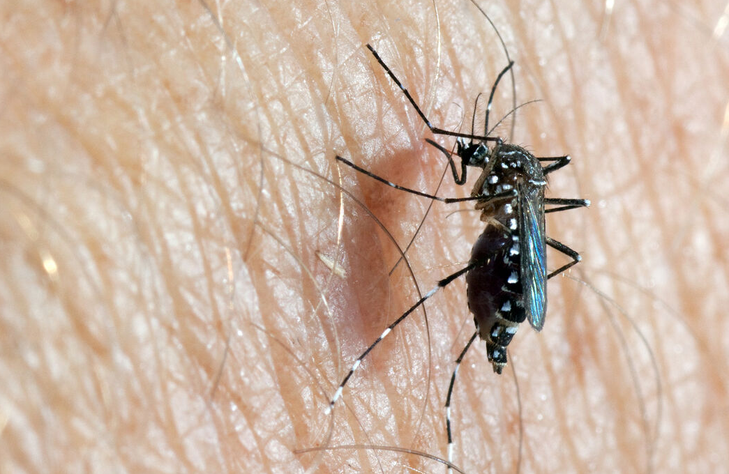 En este momento estás viendo Se confirman los primeros dos casos de dengue en Chapala