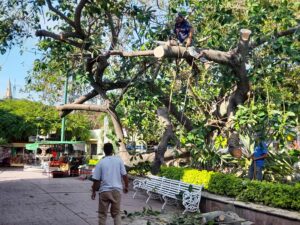 Lee más sobre el artículo Buscan conservar con vida árbol caído en la plaza de Chapala