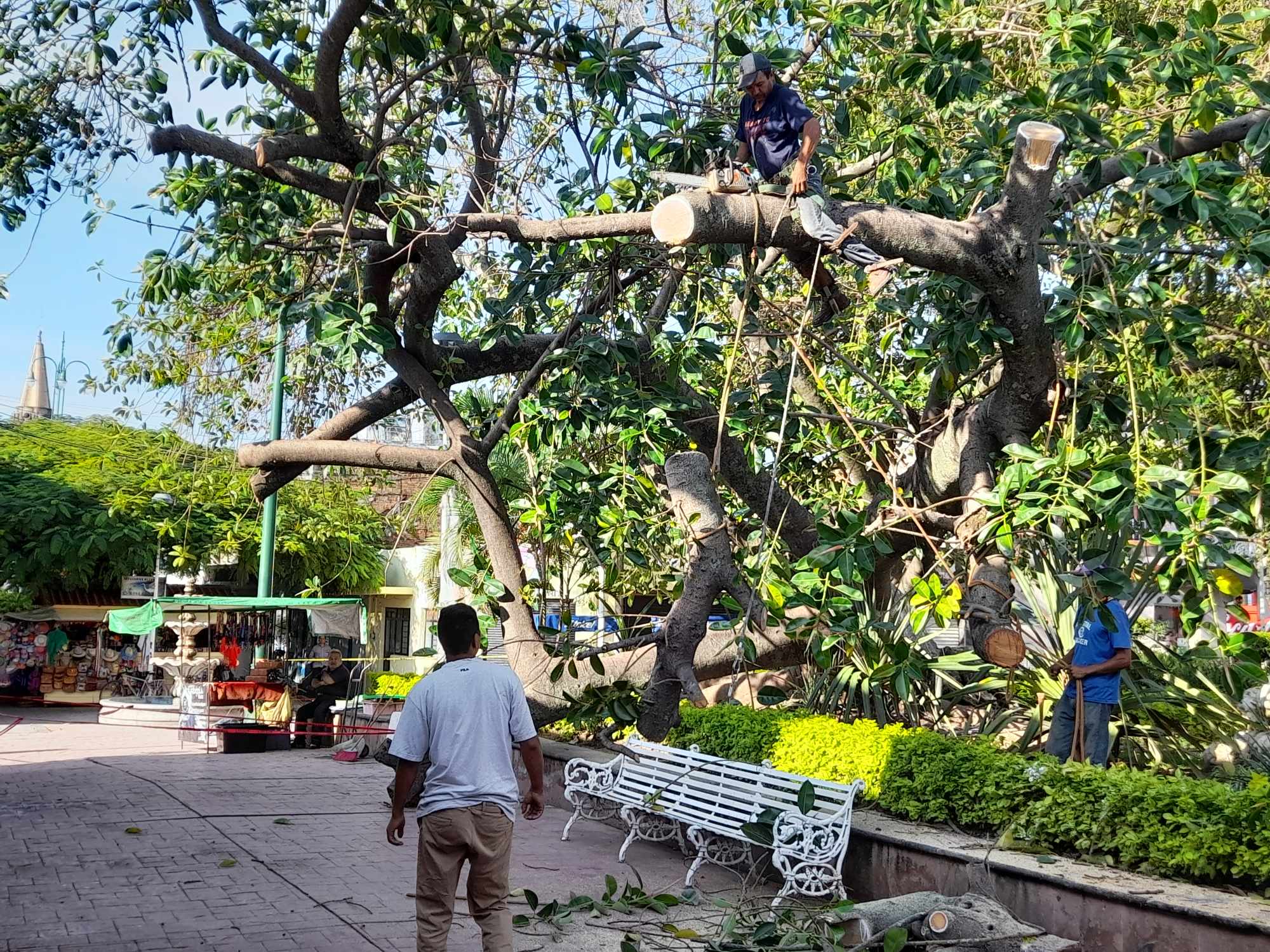 En este momento estás viendo Buscan conservar con vida árbol caído en la plaza de Chapala