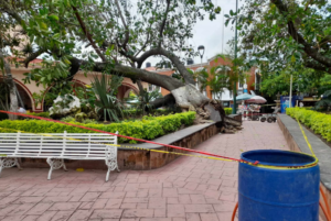 Lee más sobre el artículo Cae uno de los árboles más longevos de la plaza principal de Chapala