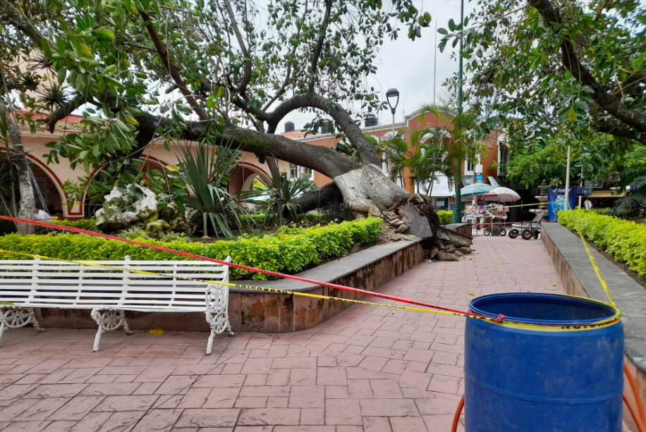 En este momento estás viendo Cae uno de los árboles más longevos de la plaza principal de Chapala