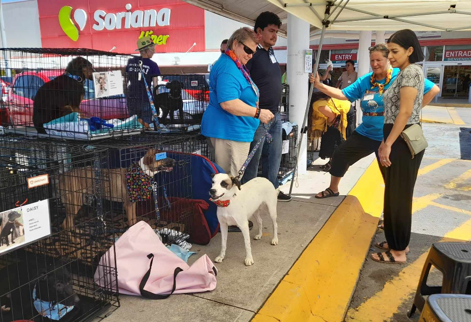 En este momento estás viendo Adoptan a perros y gatos en Chapala