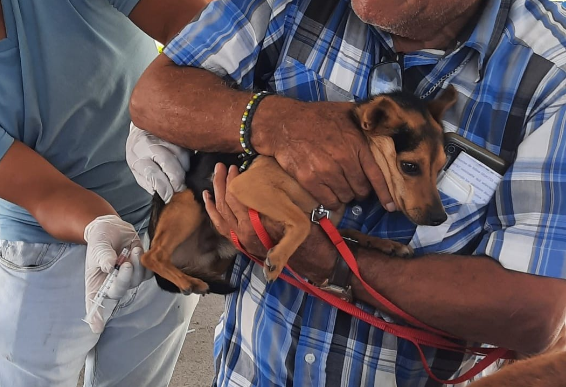 Lee más sobre el artículo Más de 400 perros y gatos vacunados contra la rabia en Chapala