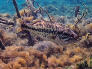 Lee más sobre el artículo Sobrepoblación de lobina negra pone en riesgo producción de charales en el Lago de Chapala