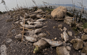 Lee más sobre el artículo Supervisan mortandad de peces en Chapala; descartan problema ambiental