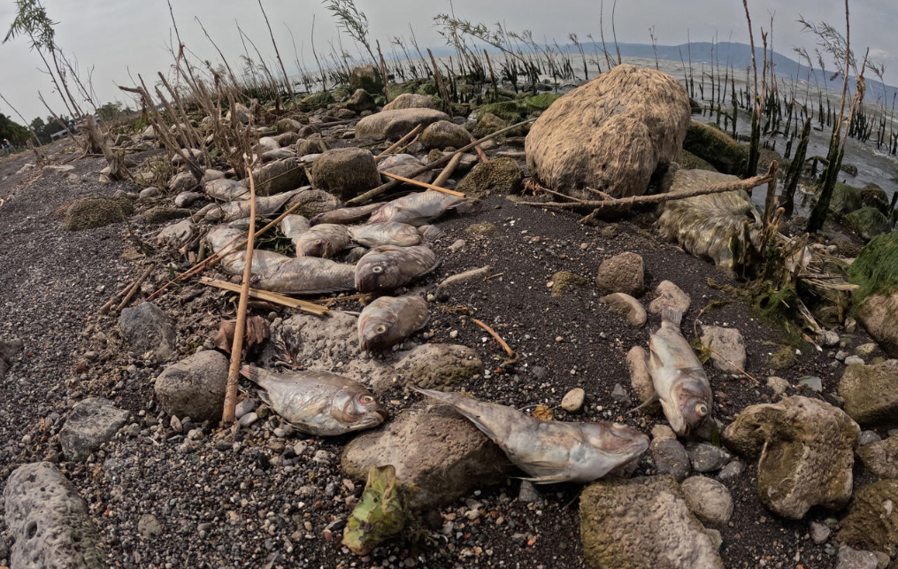 En este momento estás viendo Supervisan mortandad de peces en Chapala; descartan problema ambiental