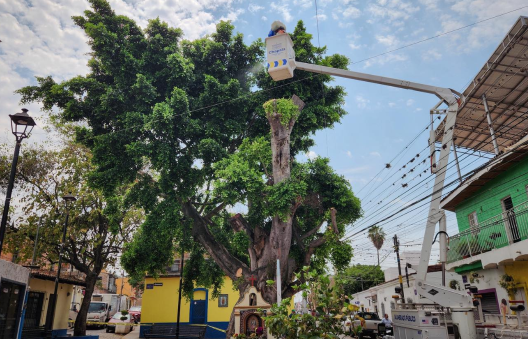 En este momento estás viendo Chapala, al rescate de dos árboles emblemáticos de la ribera