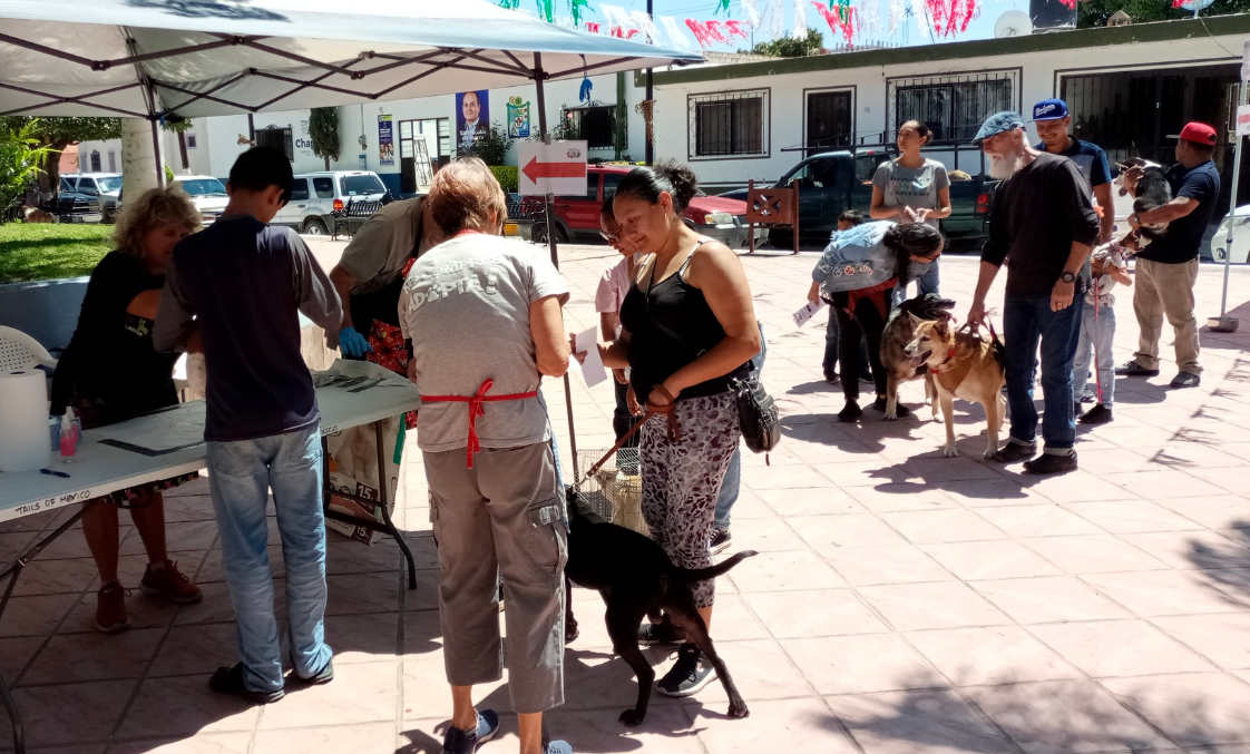 Lee más sobre el artículo Exitosa jornada de vacunación para mascotas en San Nicolás de Ibarra