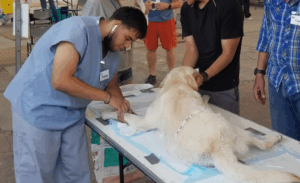 Lee más sobre el artículo Anuncian campaña de vacunación para perros y gatos en San Nicolás de Ibarra