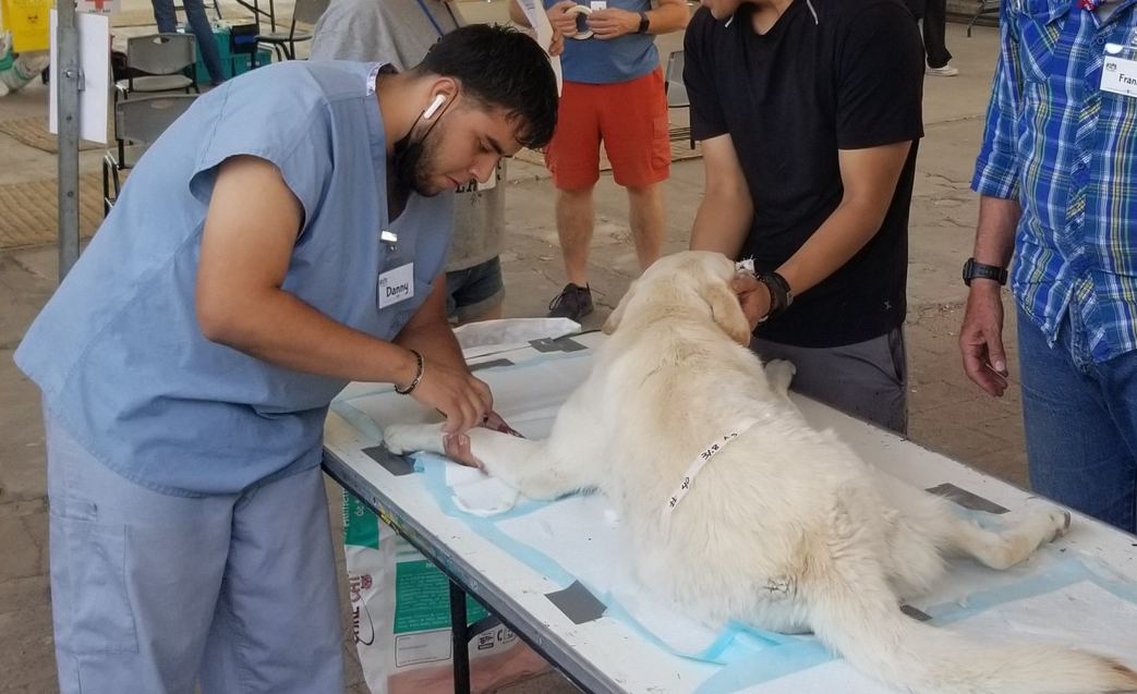 En este momento estás viendo Anuncian campaña de vacunación para perros y gatos en San Nicolás de Ibarra