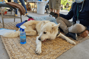 Lee más sobre el artículo Exitosa campaña de esterilización para perros y gatos en San Nicolás de Ibarra