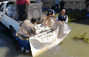 Lee más sobre el artículo Siembran 150 mil crías de tilapia en el Lago de Chapala
