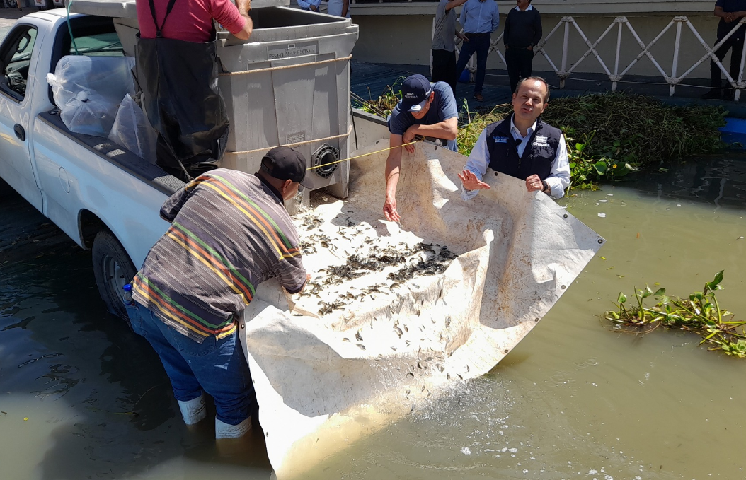 Lee más sobre el artículo Siembran 150 mil crías de tilapia en el Lago de Chapala