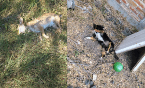 Lee más sobre el artículo Denuncian envenenamiento de perros y gatos en Presa Corona