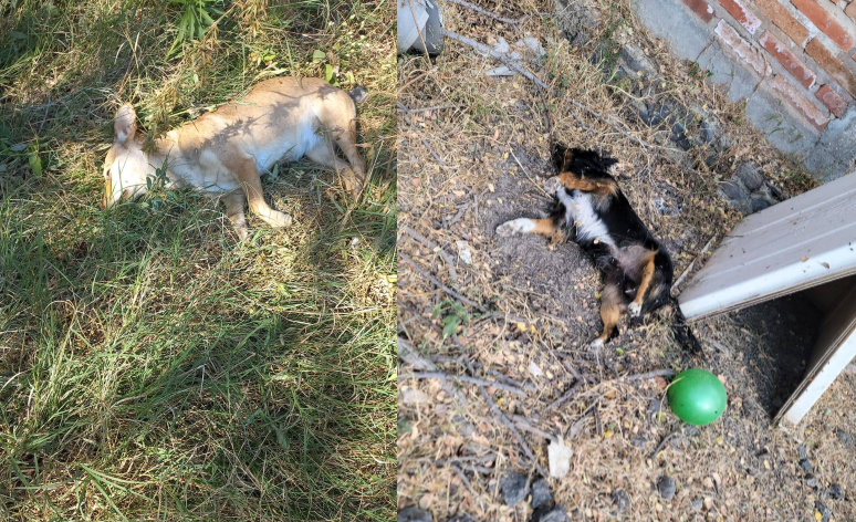 Lee más sobre el artículo Denuncian envenenamiento de perros y gatos en Presa Corona