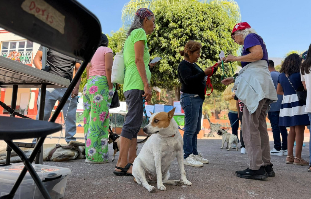 En este momento estás viendo Más de 380 mascotas vacunadas contra la rabia en San Juan Cosalá