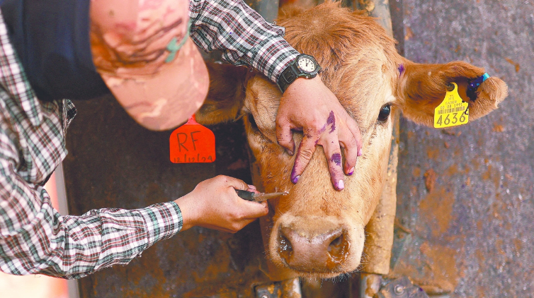 Lee más sobre el artículo Chapala se mantiene libre del gusano barrenador, pero continúa en alerta