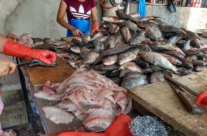 Lee más sobre el artículo Inicia veda de bagre y temporada de aprovechamiento de charal en el Lago de Chapala