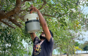 Lee más sobre el artículo Instalan 30 trampas en Chapala para combatir la plaga que invade las palmas