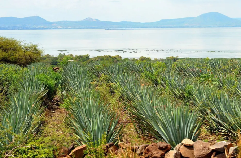 En este momento estás viendo Expansión del agave genera presión ambiental en el entorno del Lago de Chapala